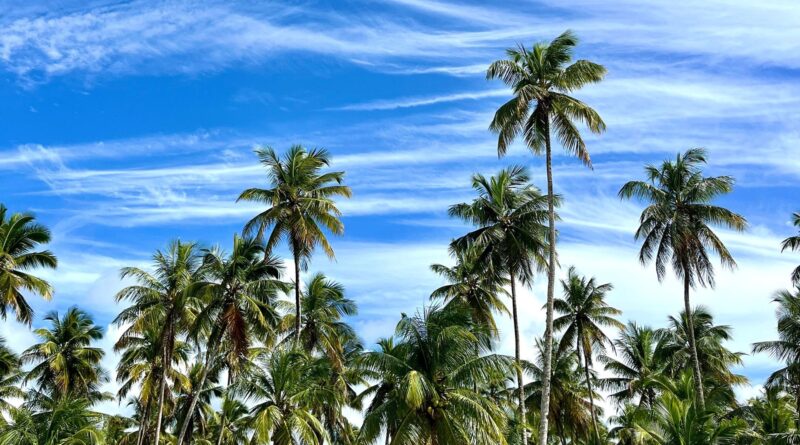 Vista de coqueiros com céu azul e nuvens no fundo.